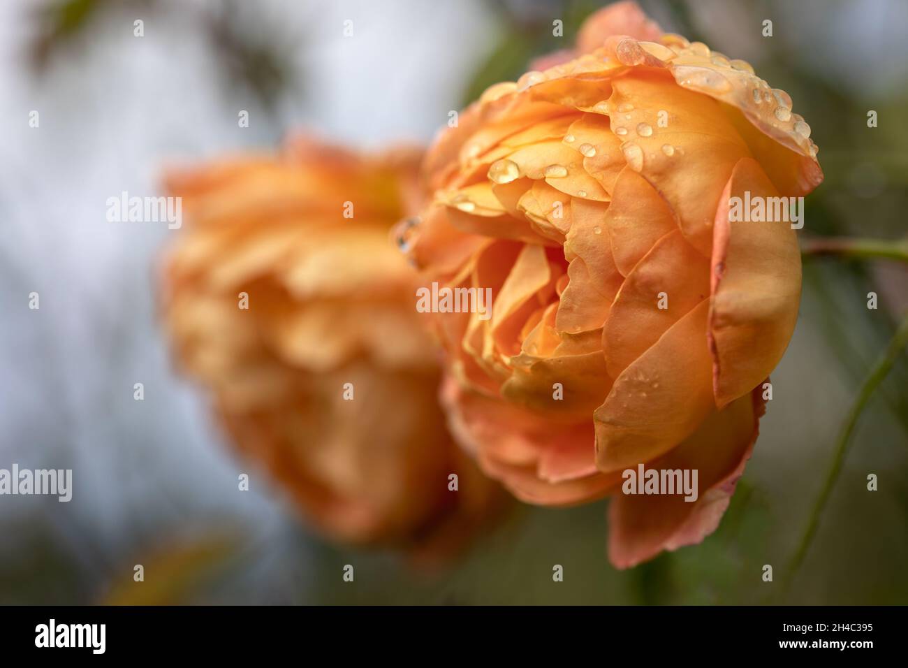 Nahaufnahme der Blumen von Rosa 'Lady of Shalott' mit Wassertropfen nach einem Regenschauer Stockfoto