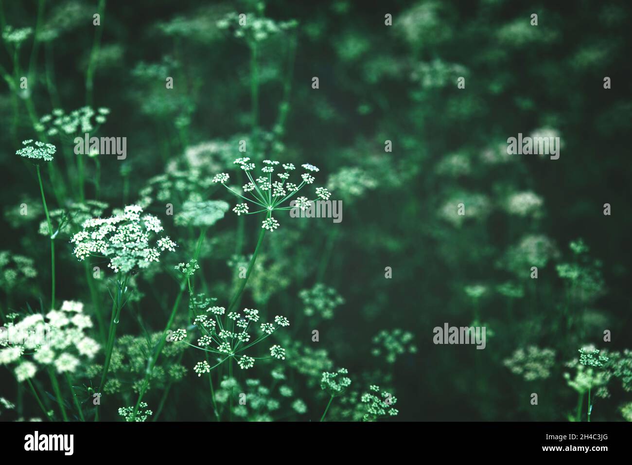 Dunkelgrün Hintergrund blühender Petersilienpflanzen Stockfoto