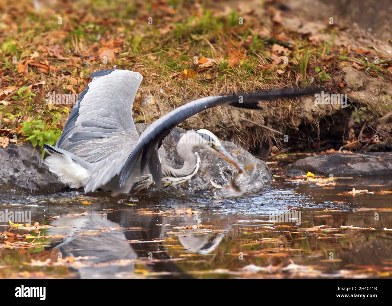 47+ Fischreiher Holt Fische Aus Teich, Der fischreiher ist der große