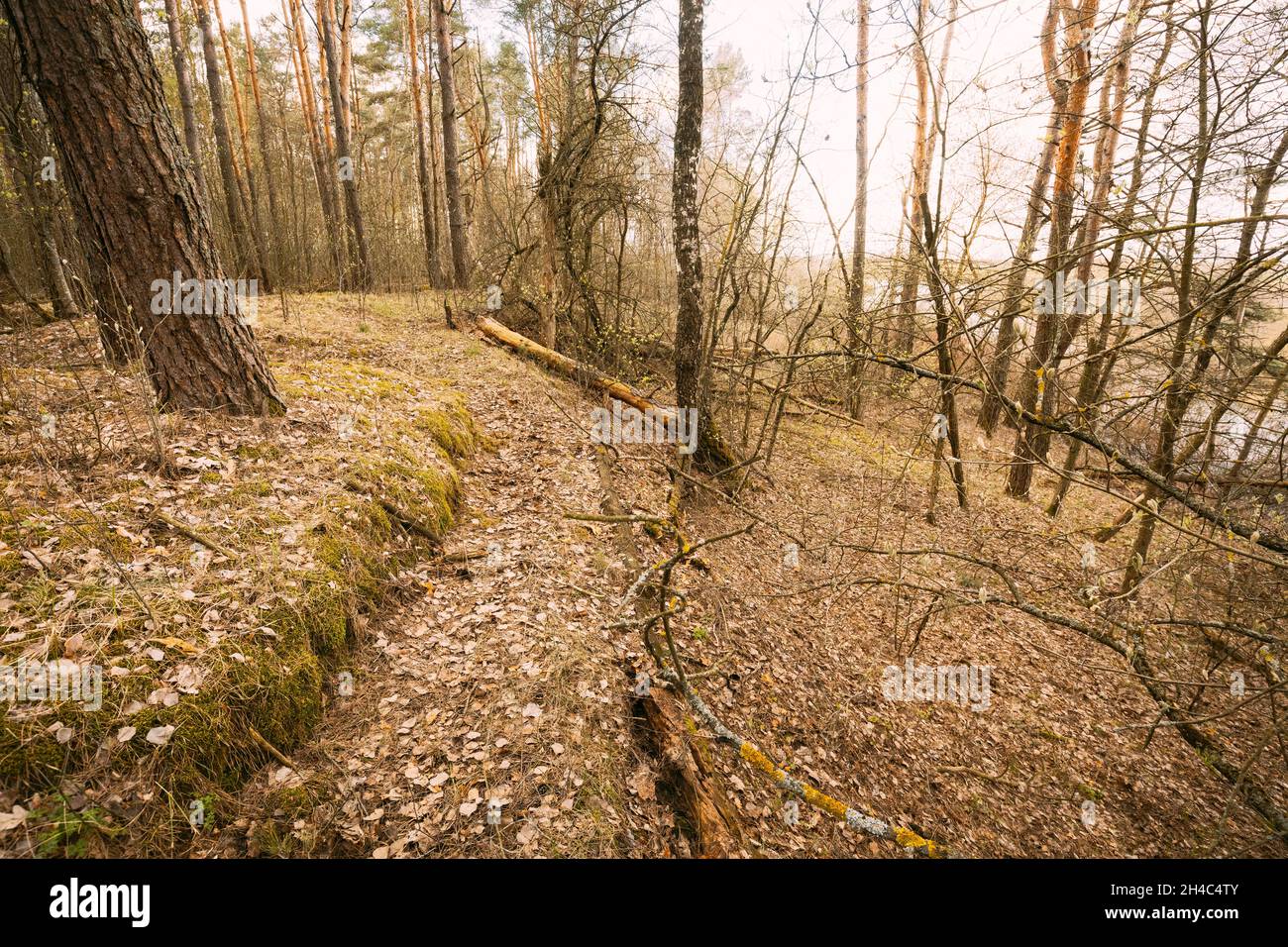 Alte verlassene Schützengräben im Zweiten Weltkrieg im Wald seit dem Zweiten Weltkrieg in Weißrussland. Frühe Frühlings- oder Herbstsaison Stockfoto