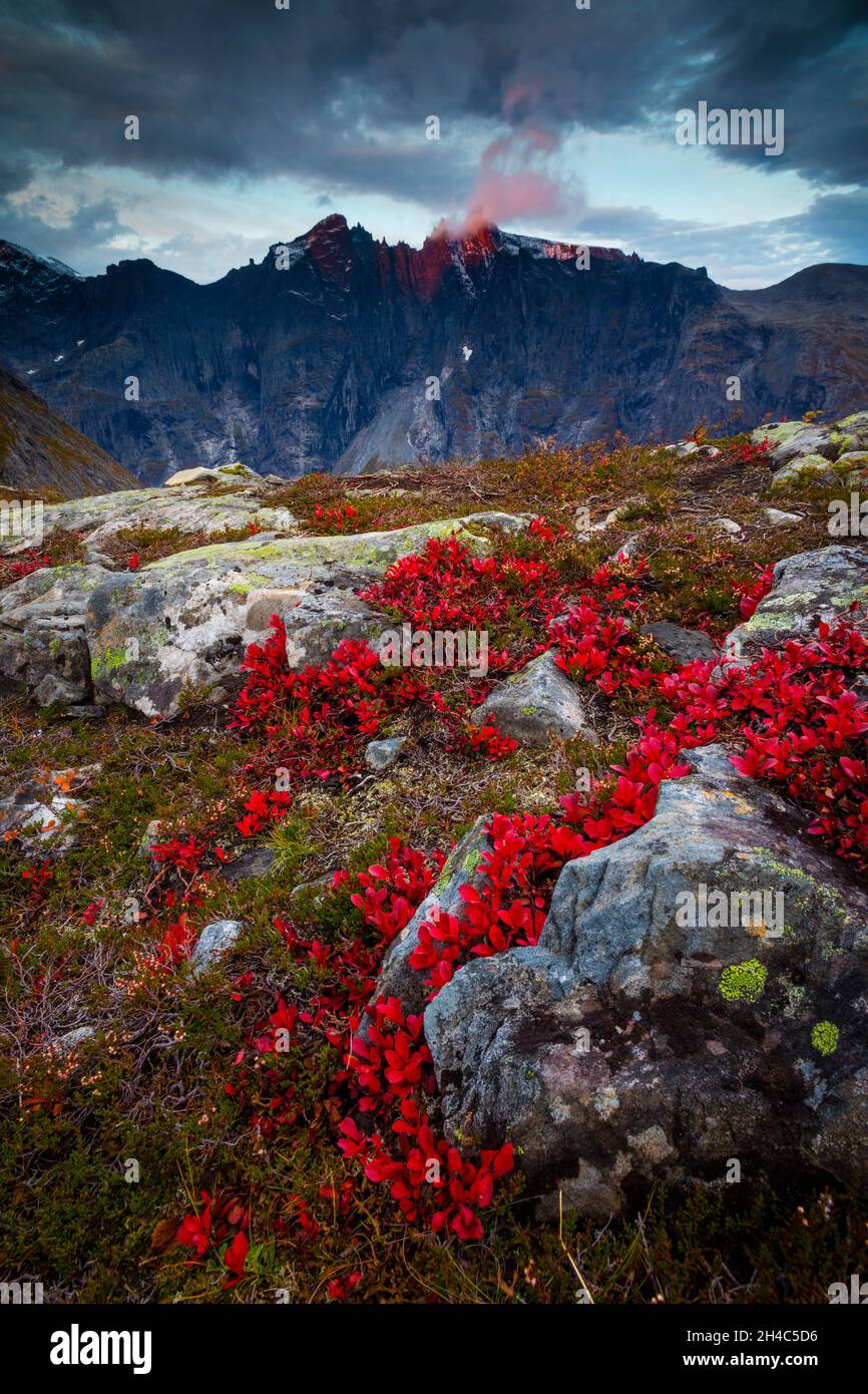 Die schöne rote Pflanze Bergavenen, Dryas octopetala, und alpenglow und am frühen Morgen goldene Stunde Sonnenlicht in Romsdalen, Møre Og Romsdal, Norwegen. Stockfoto