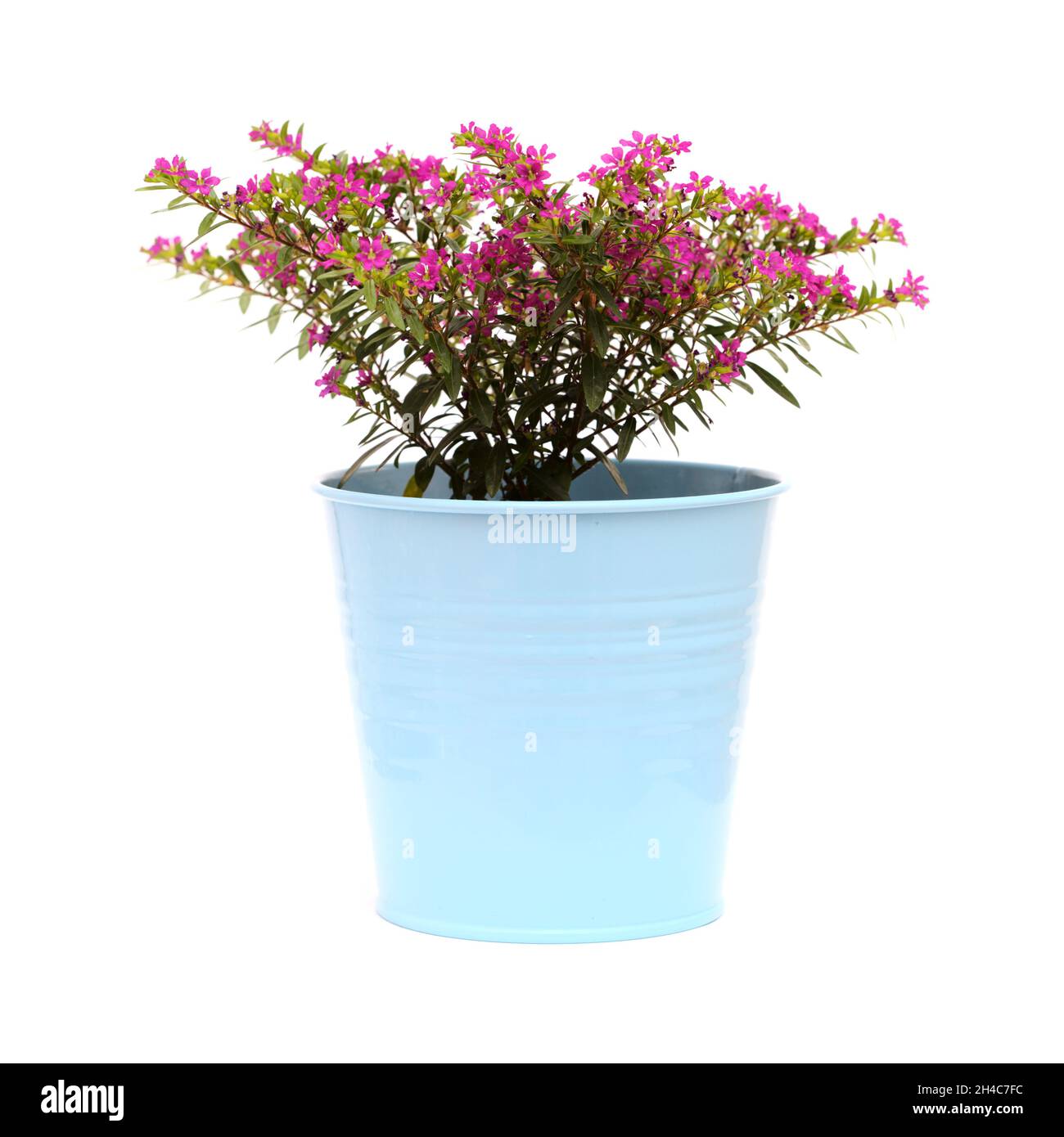 Violette Blüten von Cuphea hyssopifolia, der falschen Heidekraut, isoliert auf weißem Hintergrund Stockfoto