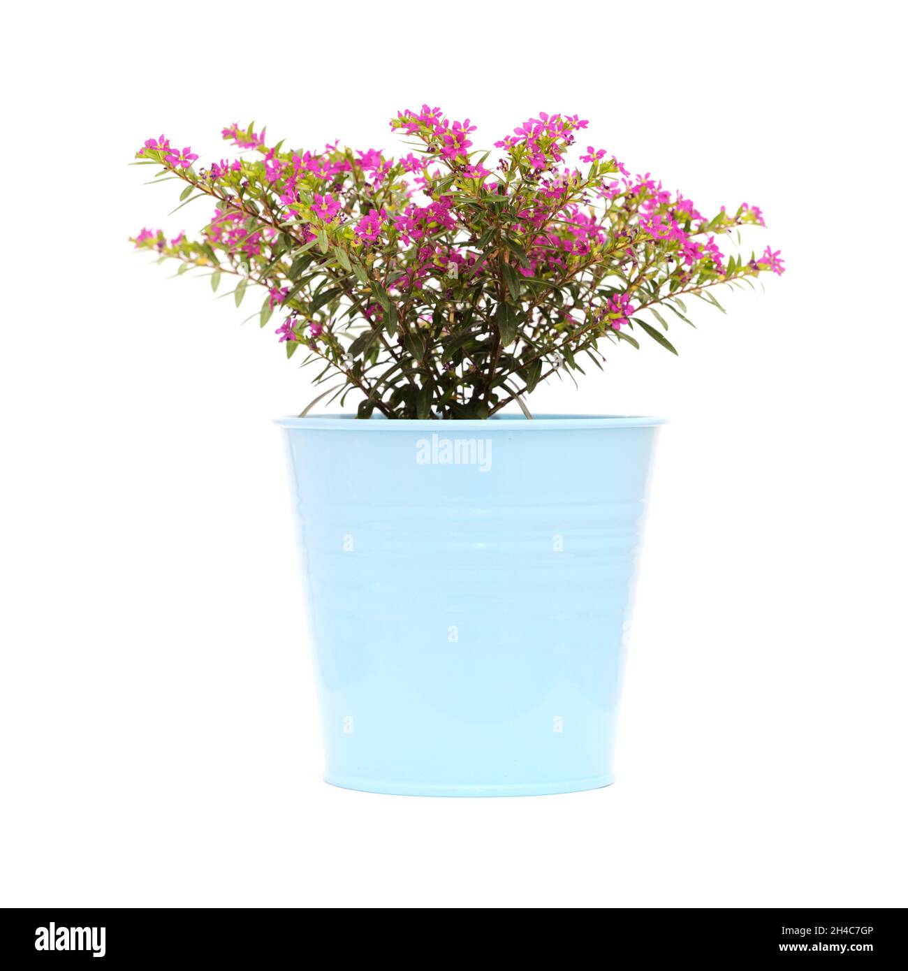 Violette Blüten von Cuphea hyssopifolia, der falschen Heidekraut, isoliert auf weißem Hintergrund Stockfoto