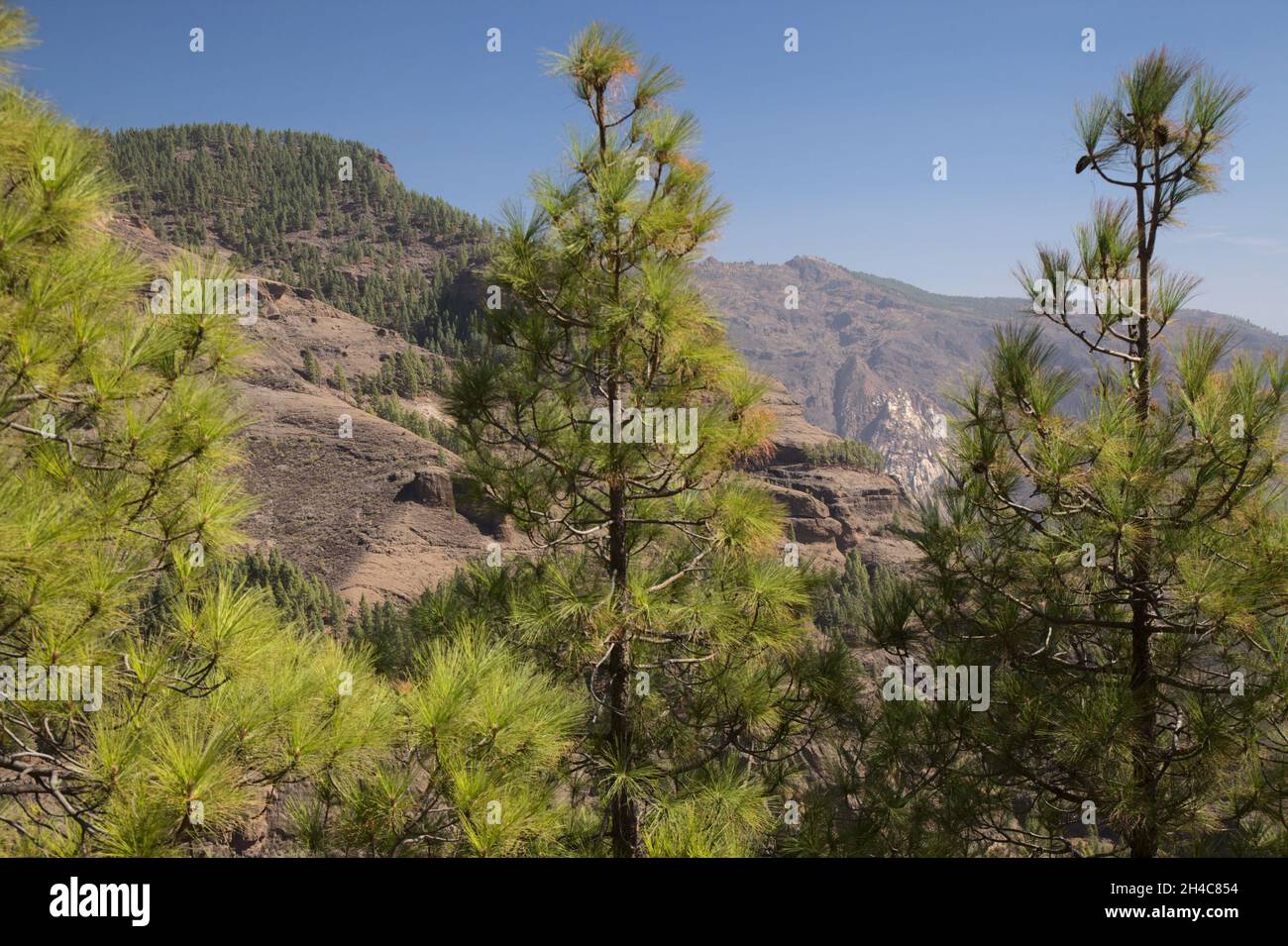 Gran Canaria, zentraler montainous Teil der Insel, Las Cumbres, dh die Summits, Landschaften entlang der beliebten Wanderroute Camino de Plata Stockfoto