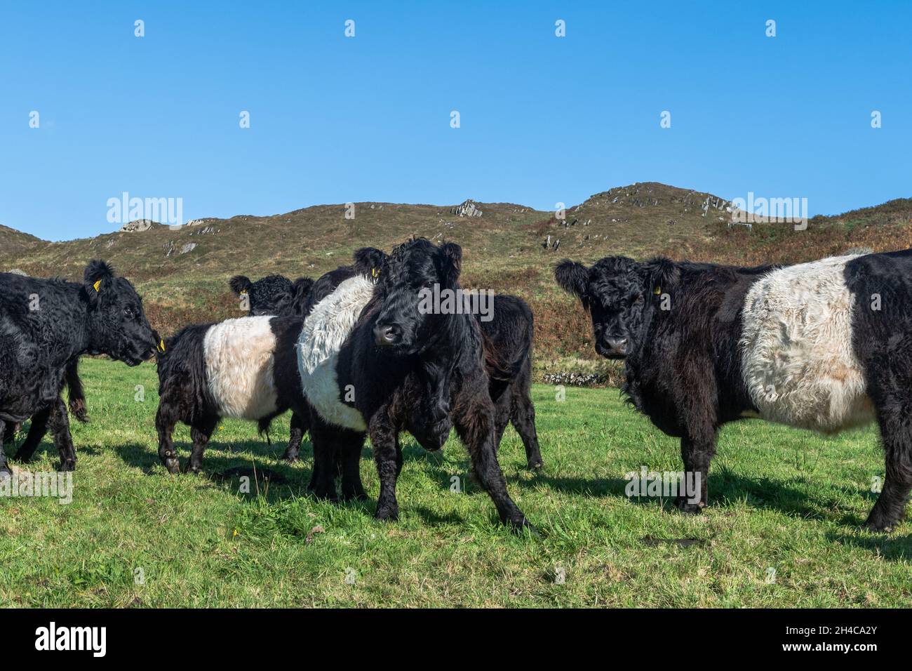 Belted Galloway Cattle (Bos taurus) auf einer Farm auf Cape Clear Island, West Cork, Irland. Stockfoto