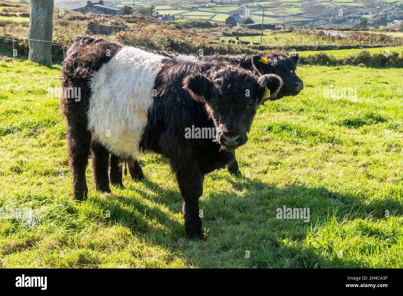Belted Galloway Cattle (Bos taurus) auf einer Farm auf Cape Clear Island, West Cork, Irland. Stockfoto