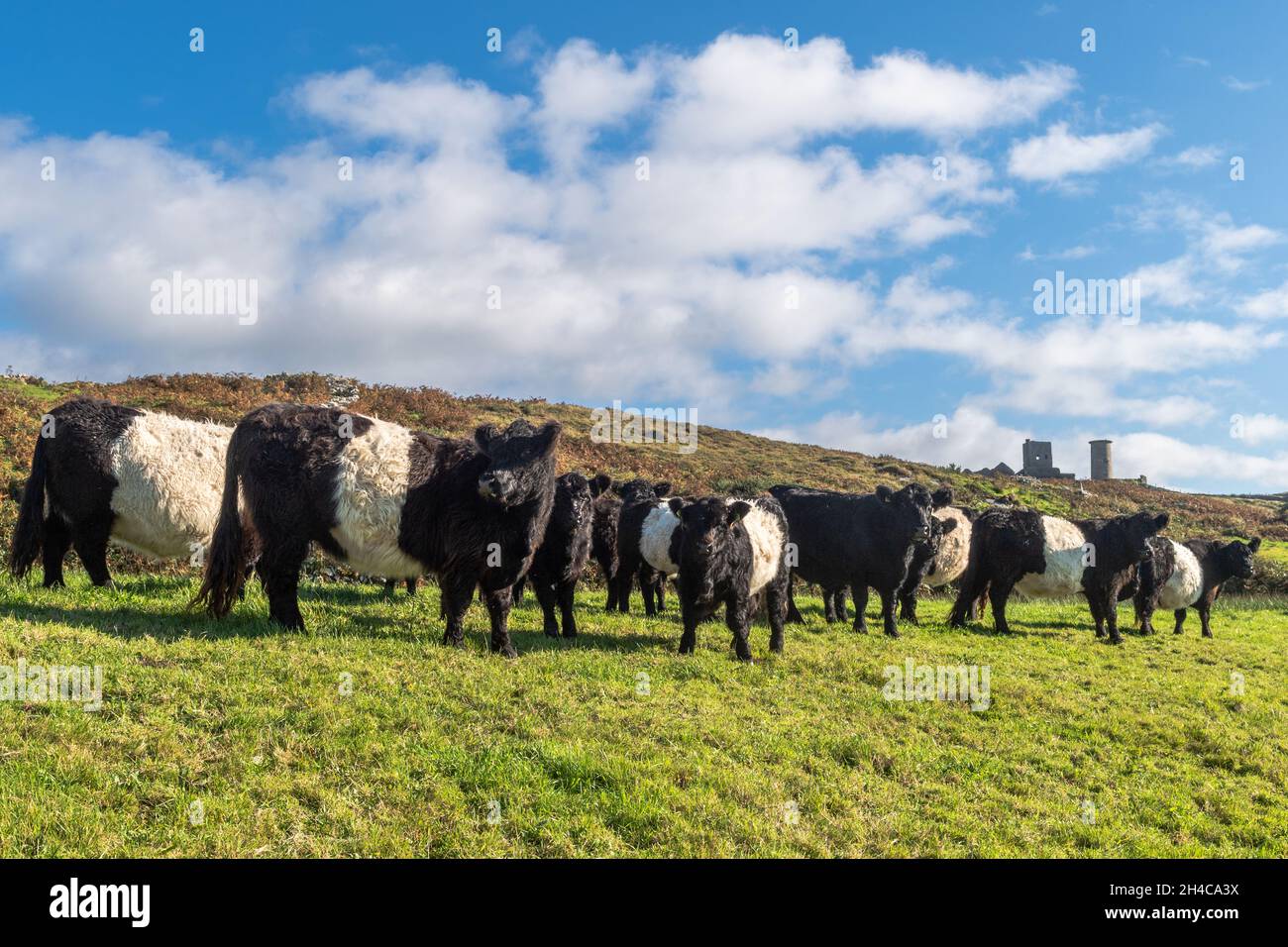 Belted Galloway Cattle (Bos taurus) auf einer Farm auf Cape Clear Island, West Cork, Irland. Stockfoto