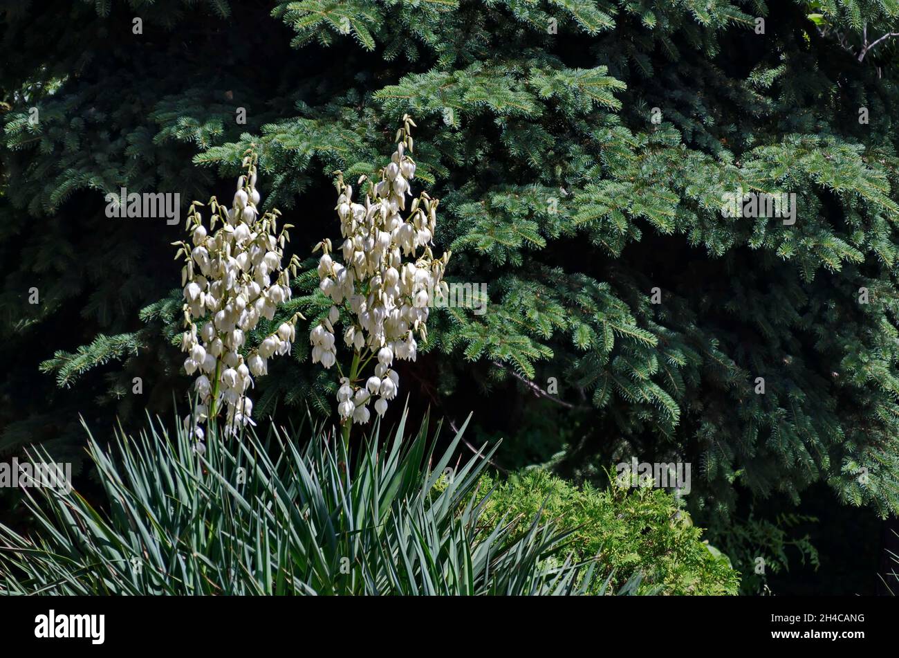 Weiße Blüten auf einer Yucca- oder Jahrhundertpflanze im Garten, Sofia, Bulgarien Stockfoto