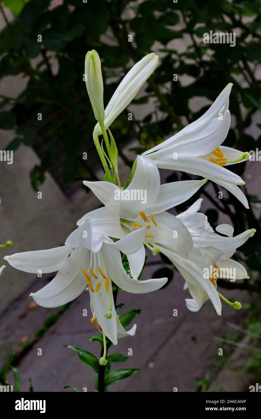 Zweig mit weißen Blüten von Madonna Lily oder Lilium Candidum, Sofia, Bulgarien Stockfoto