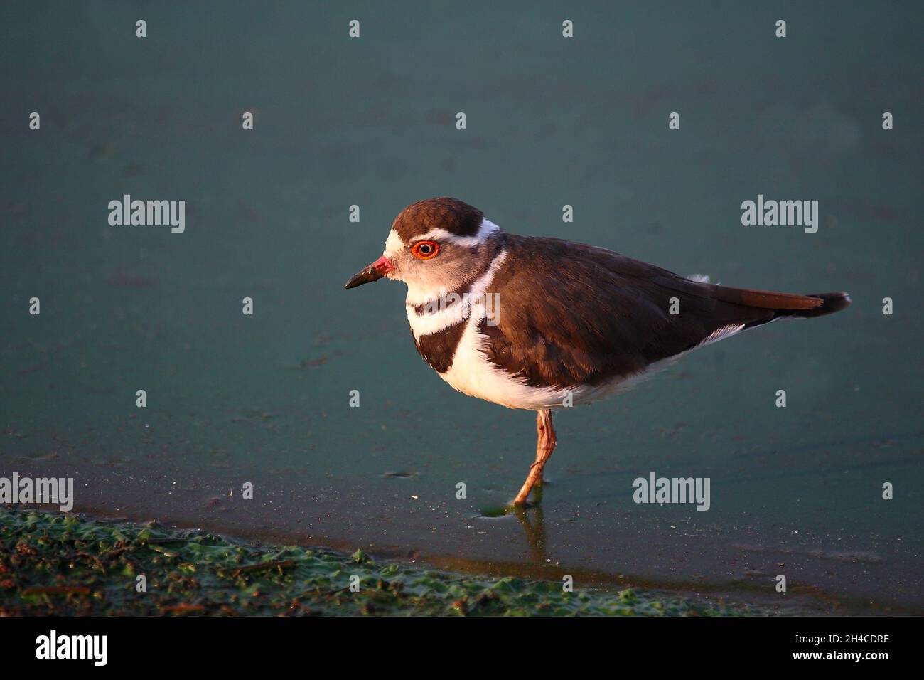 Dreibandregenpfeifer/Drei-banded Plover oder drei Bändern sandplover/Charadrius tricollaris Stockfoto