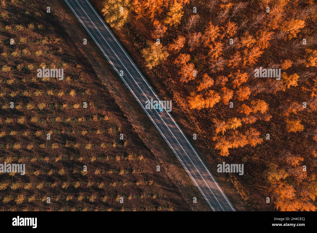 Luftaufnahme eines einzelnen grauen Autos auf der Straße durch Laubwald im Herbst, Drone pov des Kraftfahrzeugs auf der Straße nach unten Stockfoto