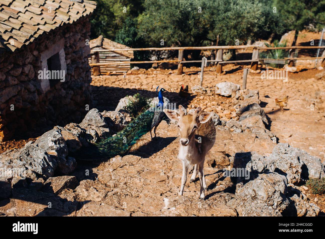 Hirsch und Pfau in einem offenen Naturschutzgebiet, Zoo, Reserve auf der Insel Zakynthos.Griechenland Stockfoto