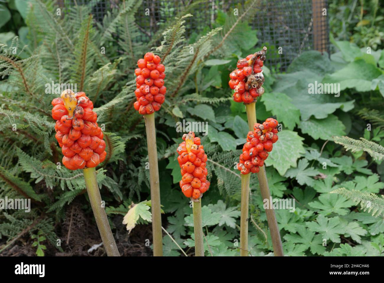 Giftige rote Beeren von Arum maculatum und Laub in Waldlandschaft Stockfoto