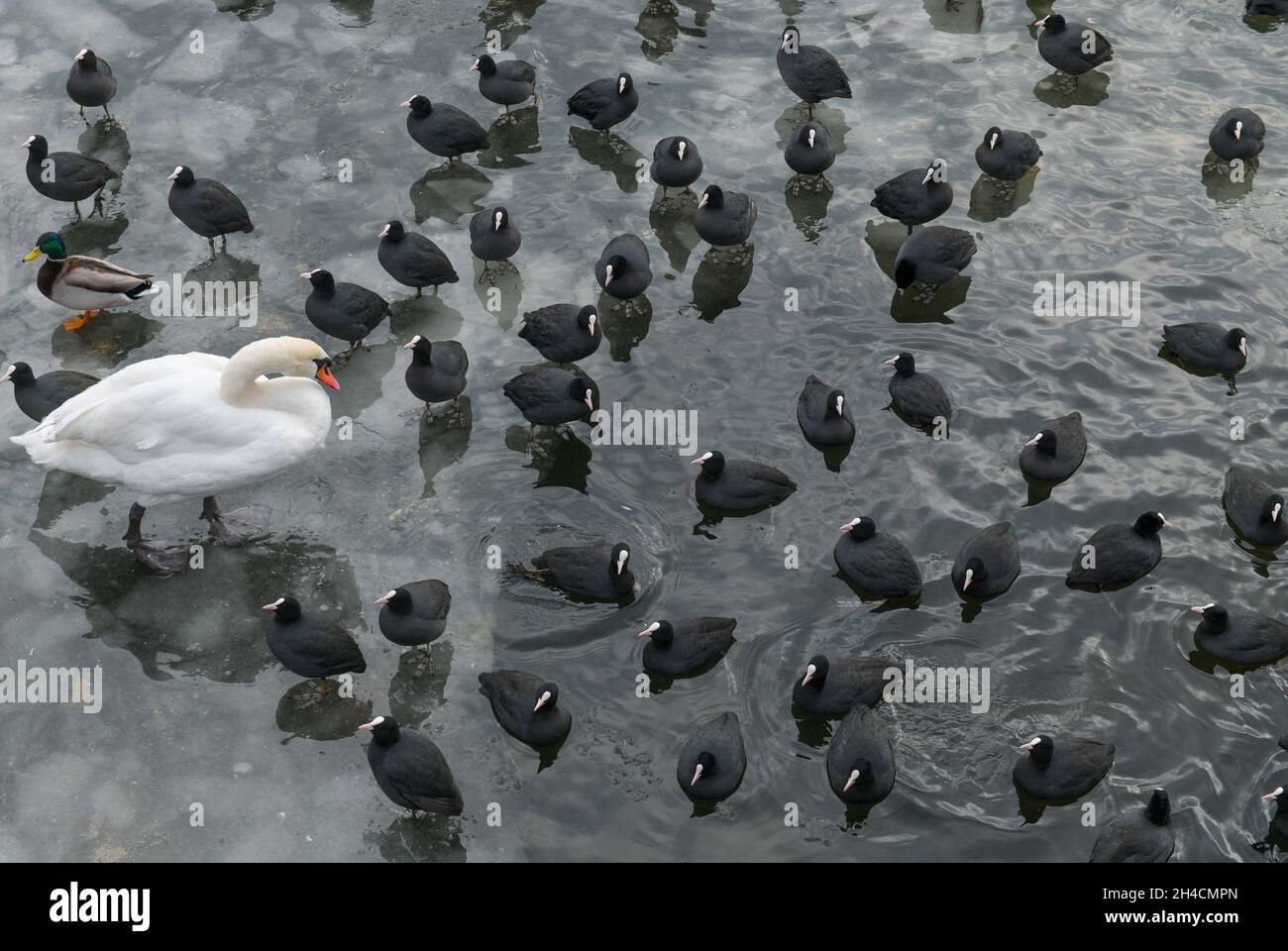 Winter, Waschervögel an einem Wasserloch im Eis auf der Havel, Insel Eiswerder, Haselhorst, Spandau, Berlin, Deutschland Stockfoto