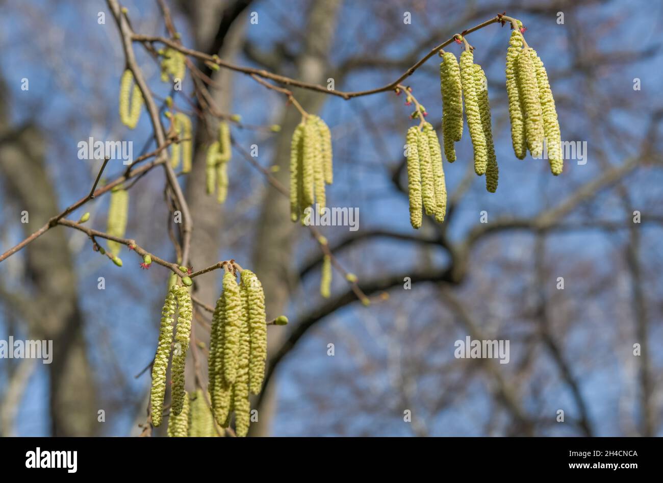 Blüten gemeine Hasel (Corylus avellana), Berlin, Deutschland Stockfoto