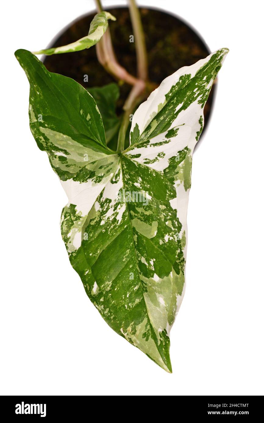 Nahaufnahme der exotischen 'Syngonium Podophyllum Variegata'-Zimmerpflanze mit weißen Flecken im Blumentopf Stockfoto
