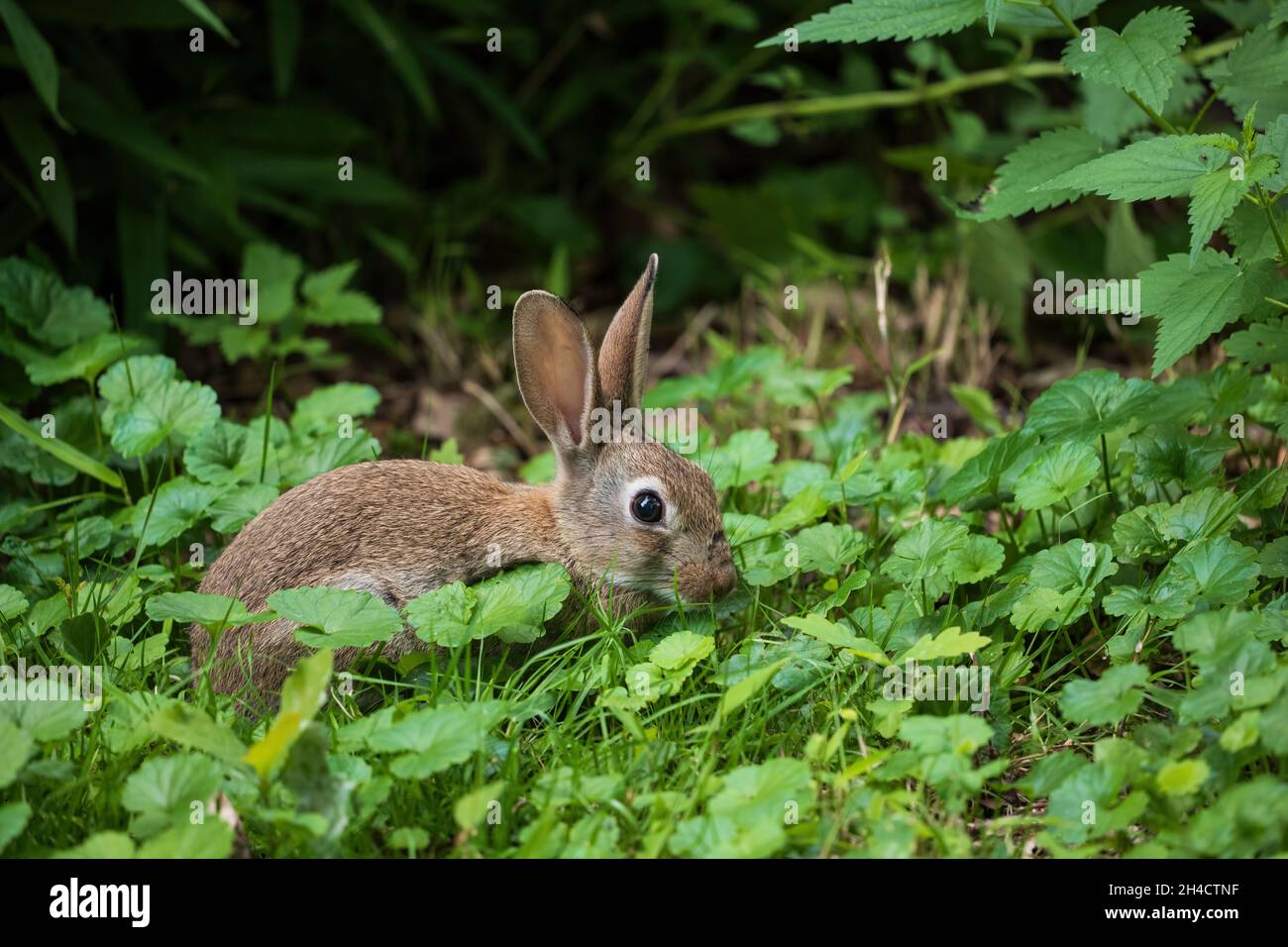 Wildes Kaninchen am Rande einer Wiese, junges Kaninchen juvenil, niedliches kleines Säugetier aus der Familie Leporidae. Stockfoto