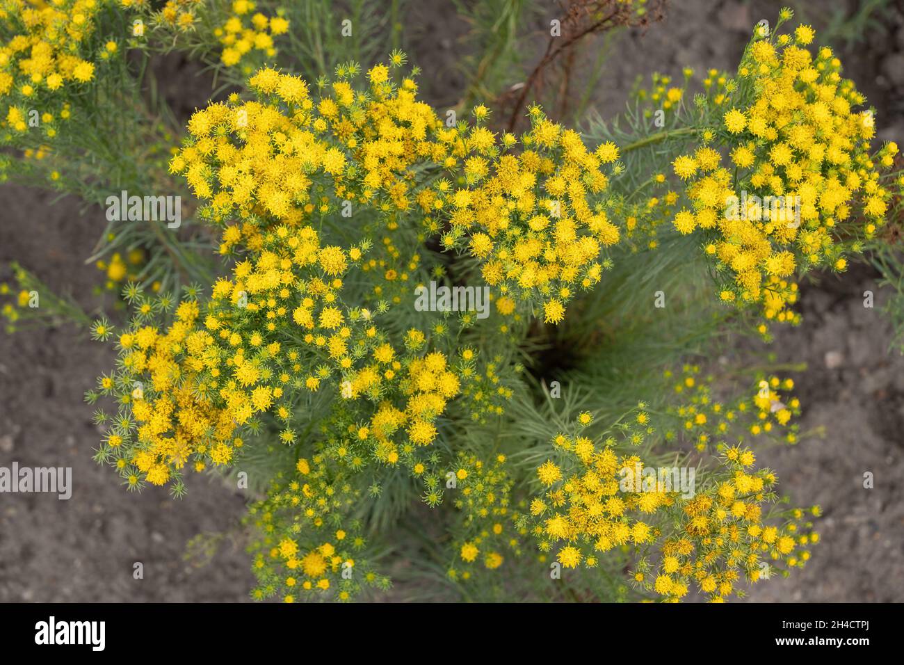 Goldilocks aster Galatella linosyris gelbe Blüten, mehrjährige Pflanze in der Familie der Asteraceae, Region: Ost-, Mittel- und Südeuropa. Stockfoto