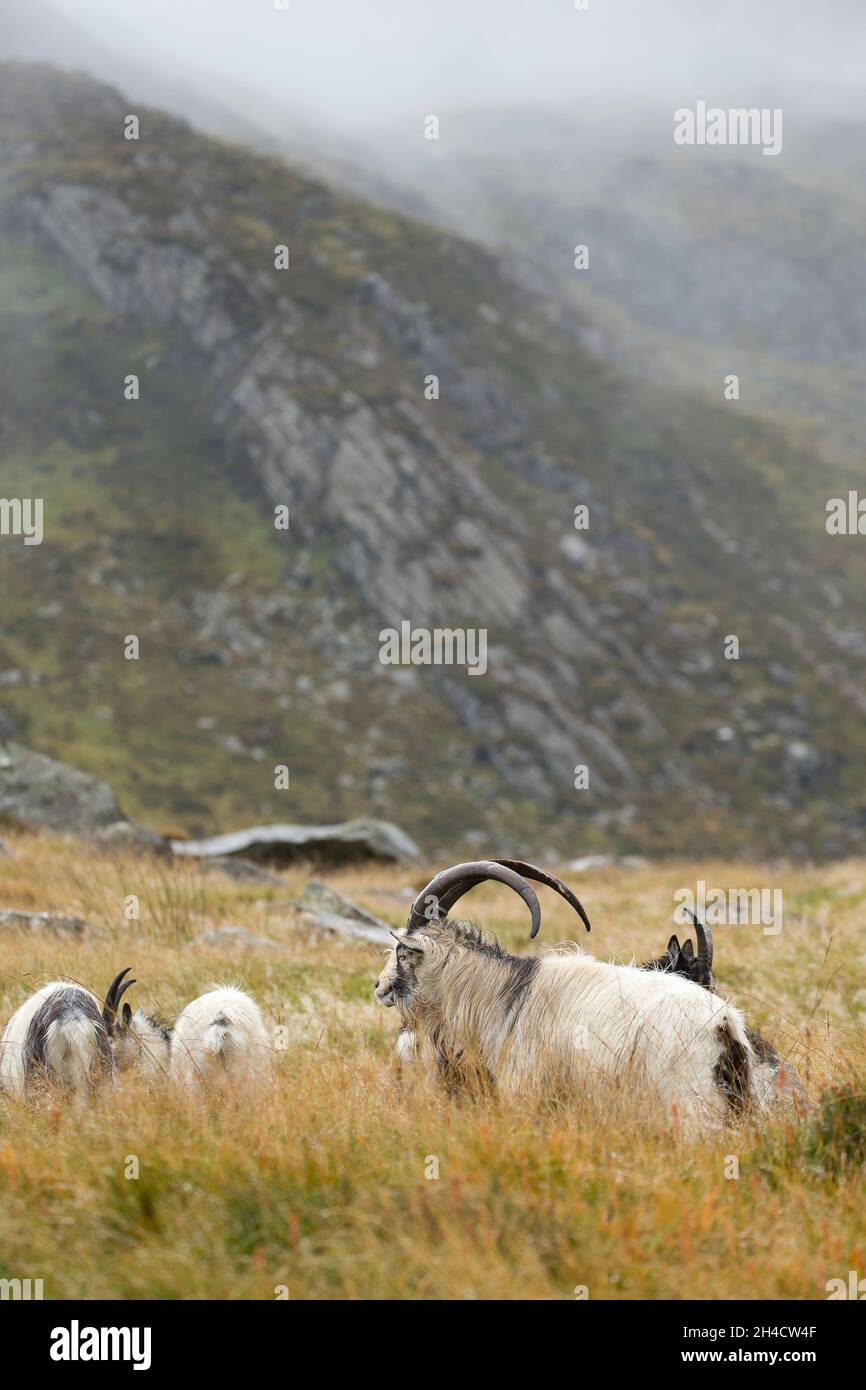 Langgehörnte walisische Bergziegen am Fuße eines Berges im Nebel und Nebel. Die Lage ist Snowdonia in Wales. Stockfoto