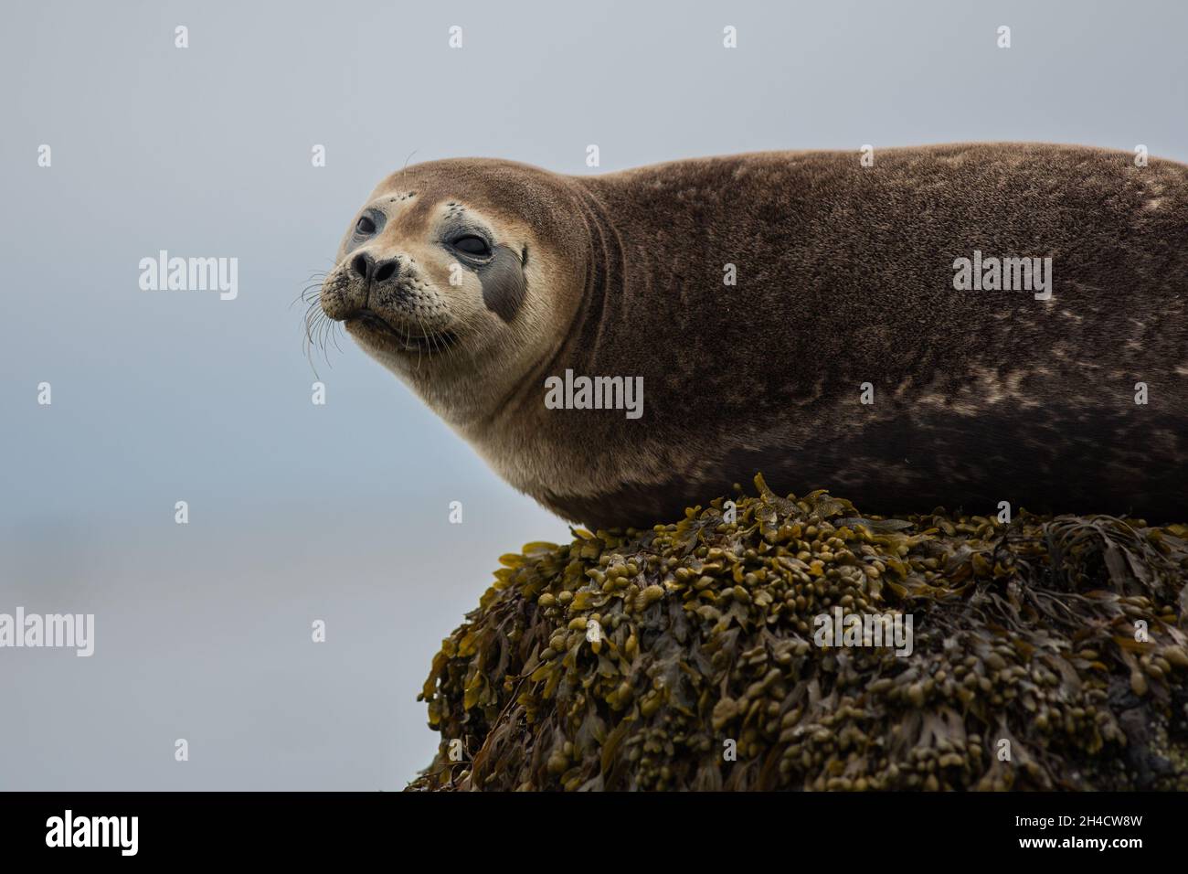 Robbenhaar, Hafen (Phoca vitulina) in Island, Nahaufnahme, niedliche Tiere im Sommer, in der Nähe eines Meeres, Ozean, Wildtierfoto Stockfoto