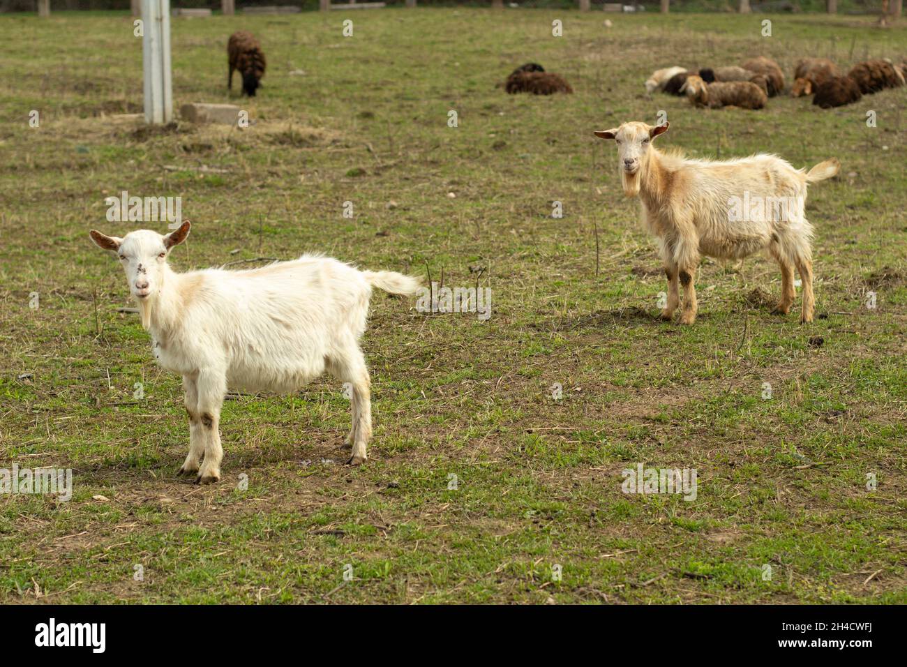 Zwei weiße Ziegen. Tiere auf dem Bauernhof. Ziege auf dem grünen Rasen. Stockfoto
