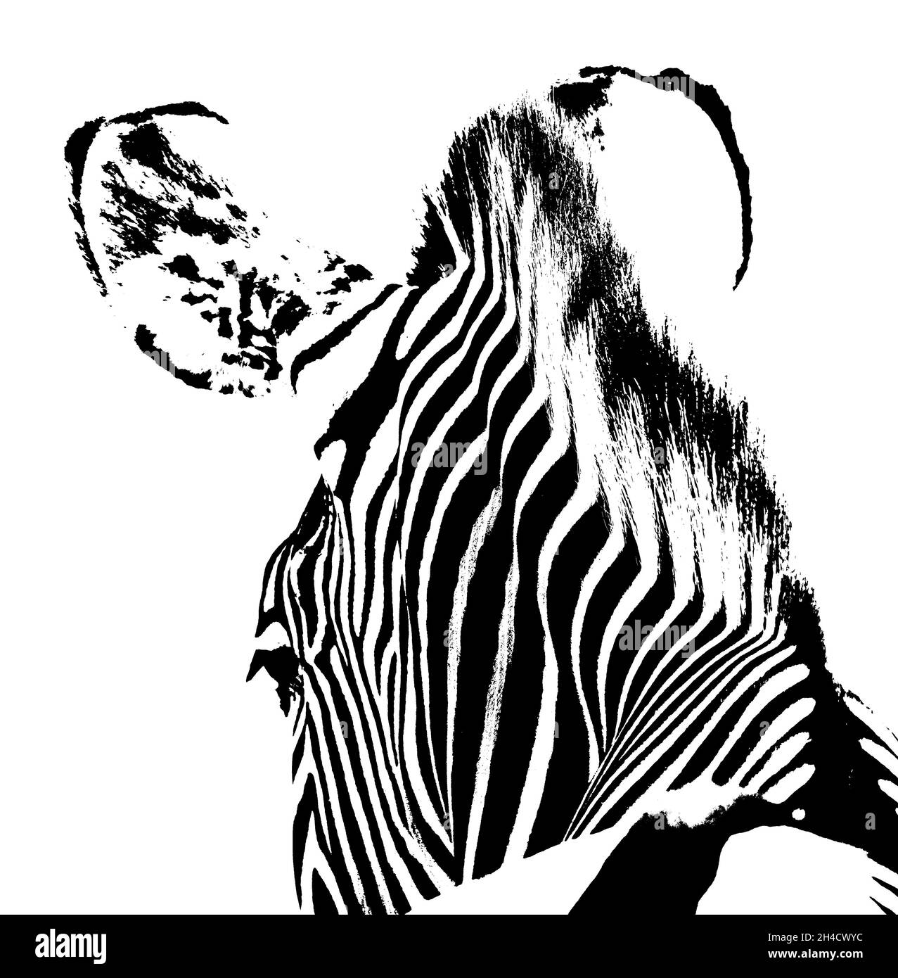 Nahaufnahme eines Zebrakopfes von hinten in Schwarz-Weiß Stockfoto