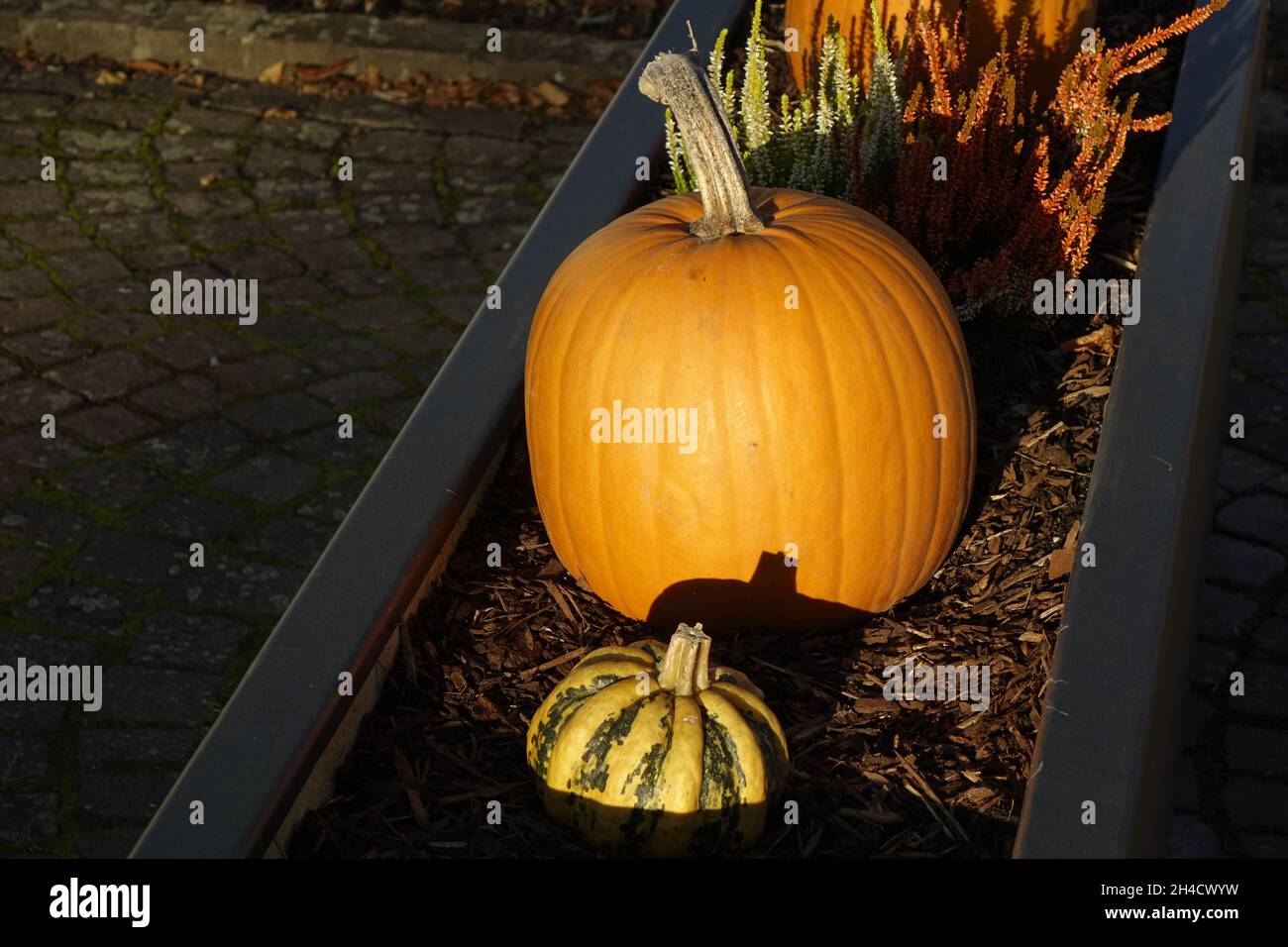 Dekorative Kürbisse in einem großen Blumentopf unter Herbstsonne, Ludwigswinkel, Fischbach, Rheinland-Pfalz, Deutschland Stockfoto