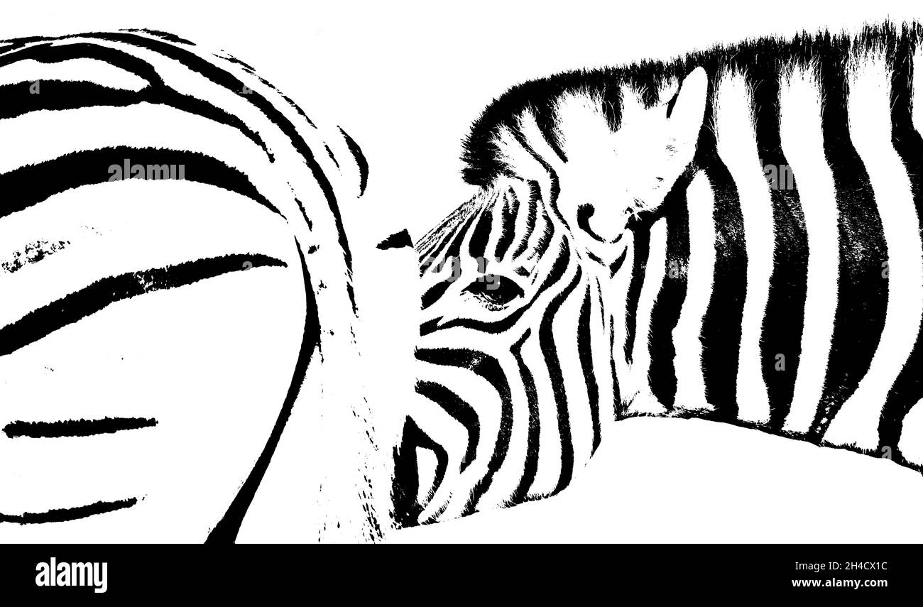 Nahaufnahme von zwei Zebras in Schwarz-Weiß Stockfoto