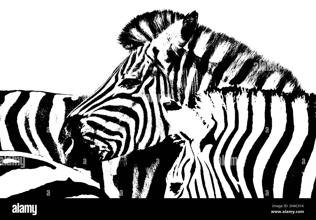 Nahaufnahme von Zebra Boss monochrom Stockfoto