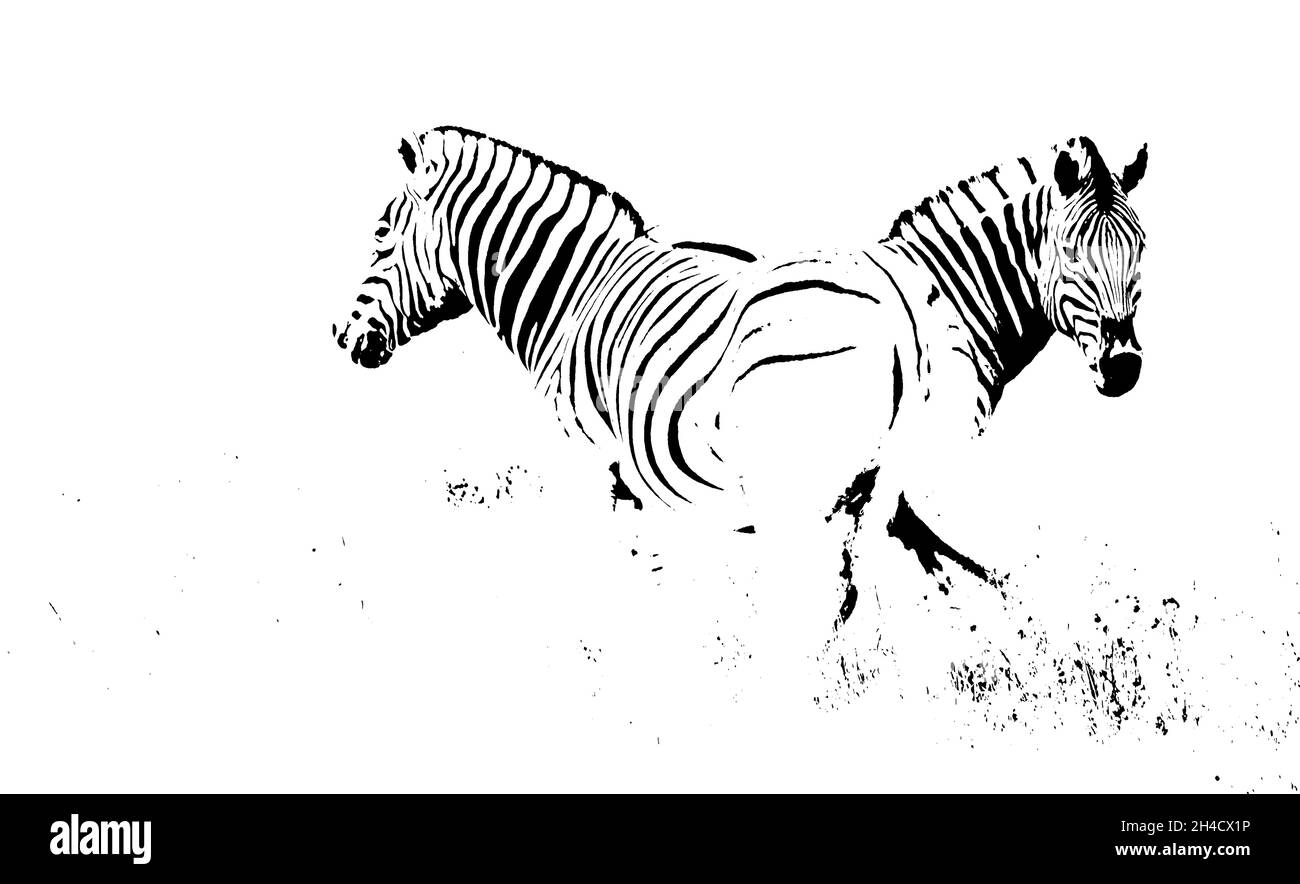 Nahaufnahme von zwei Zebras in Schwarz und Weiß Stockfoto