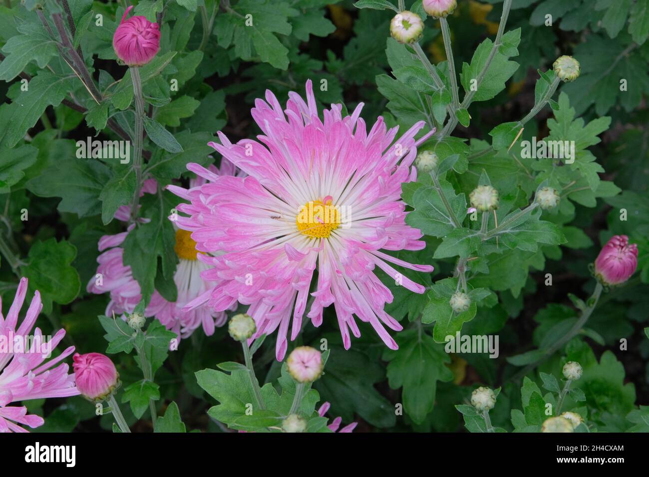 Chrysanthemen im Kindergarten. Rosa blühenden floralen Hintergrund. Geöffnete Chrysanthemen und Knospen im Garten. Stockfoto