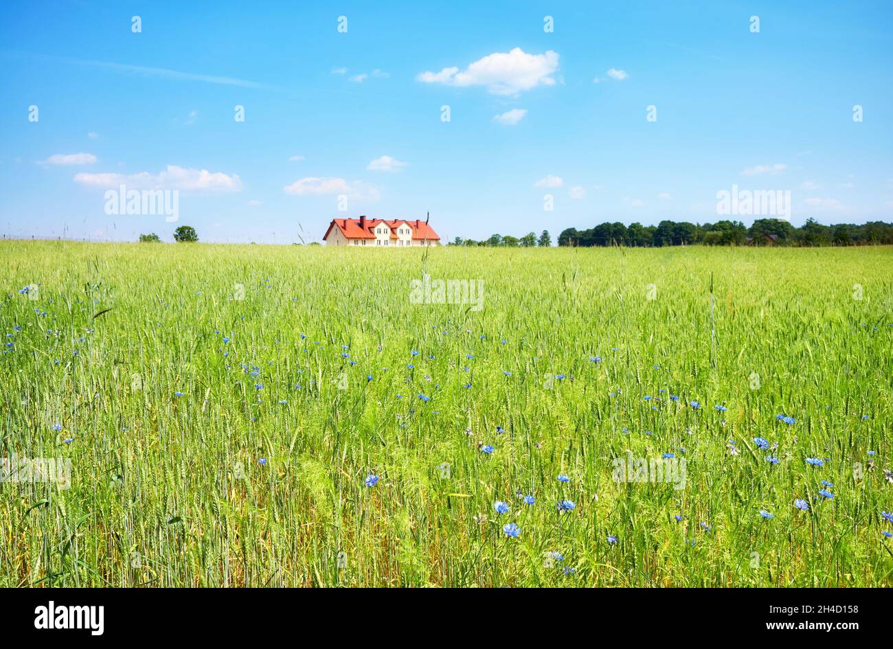 Erntefeld mit Haus in der Ferne an einem sonnigen Sommertag, selektiver Fokus. Stockfoto