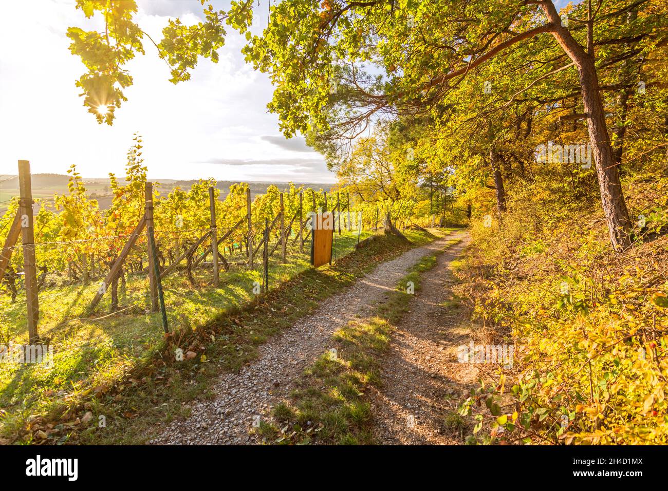Wanderweg durch einen Weinberg in der bunten Herbstlandschaft Süddeutschlands Stockfoto