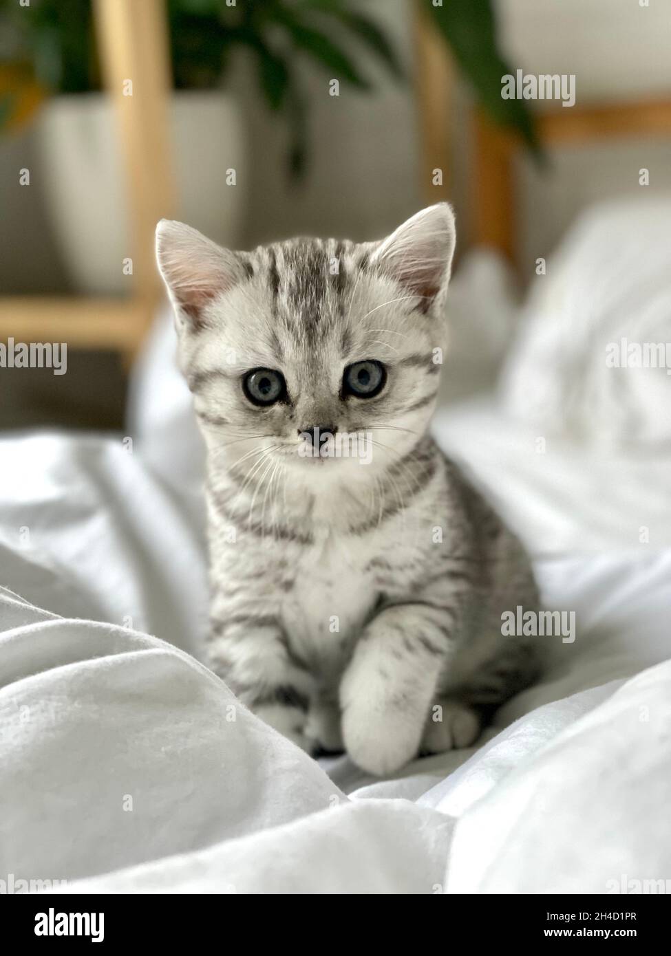 Portrait niedliche kleine gestreifte schottische Falte Kätzin Katze zu Hause. Kitty schaut auf die Kamera auf dem weißen Bett Stockfoto