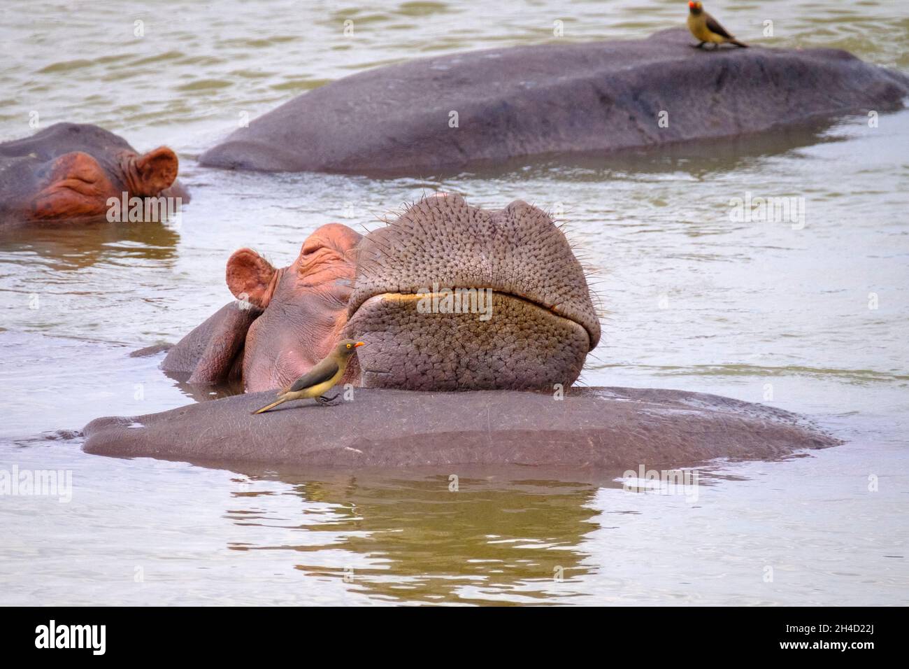 Hippo (Hippopotamus amphibius) schläft im Wasser. South Luangwa National Park, Sambia, Afrika Stockfoto