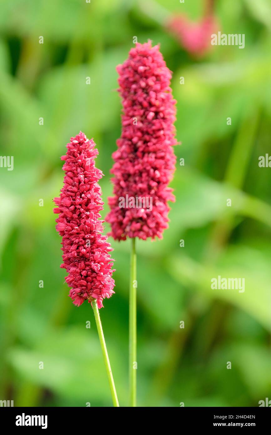 Bistorta amplexicaulis ‚Black Adder‘, Persicaria amplexicaulis ‚Black Adder‘. Tiefrosa Blüten im Hochsommer Stockfoto