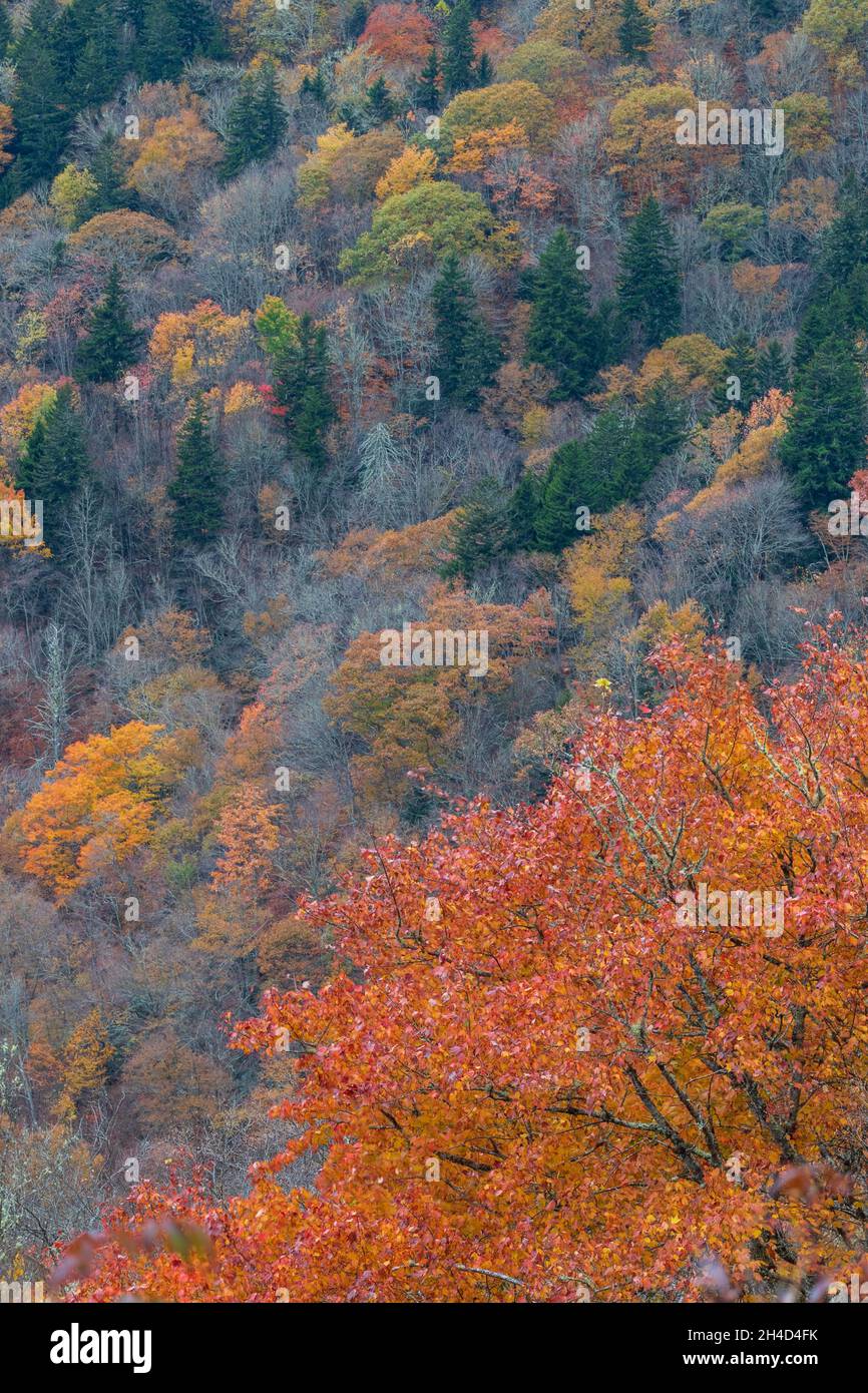 Herbst entlang des Blue Ridge Pkwy am Yellow Face Overlook Stockfoto