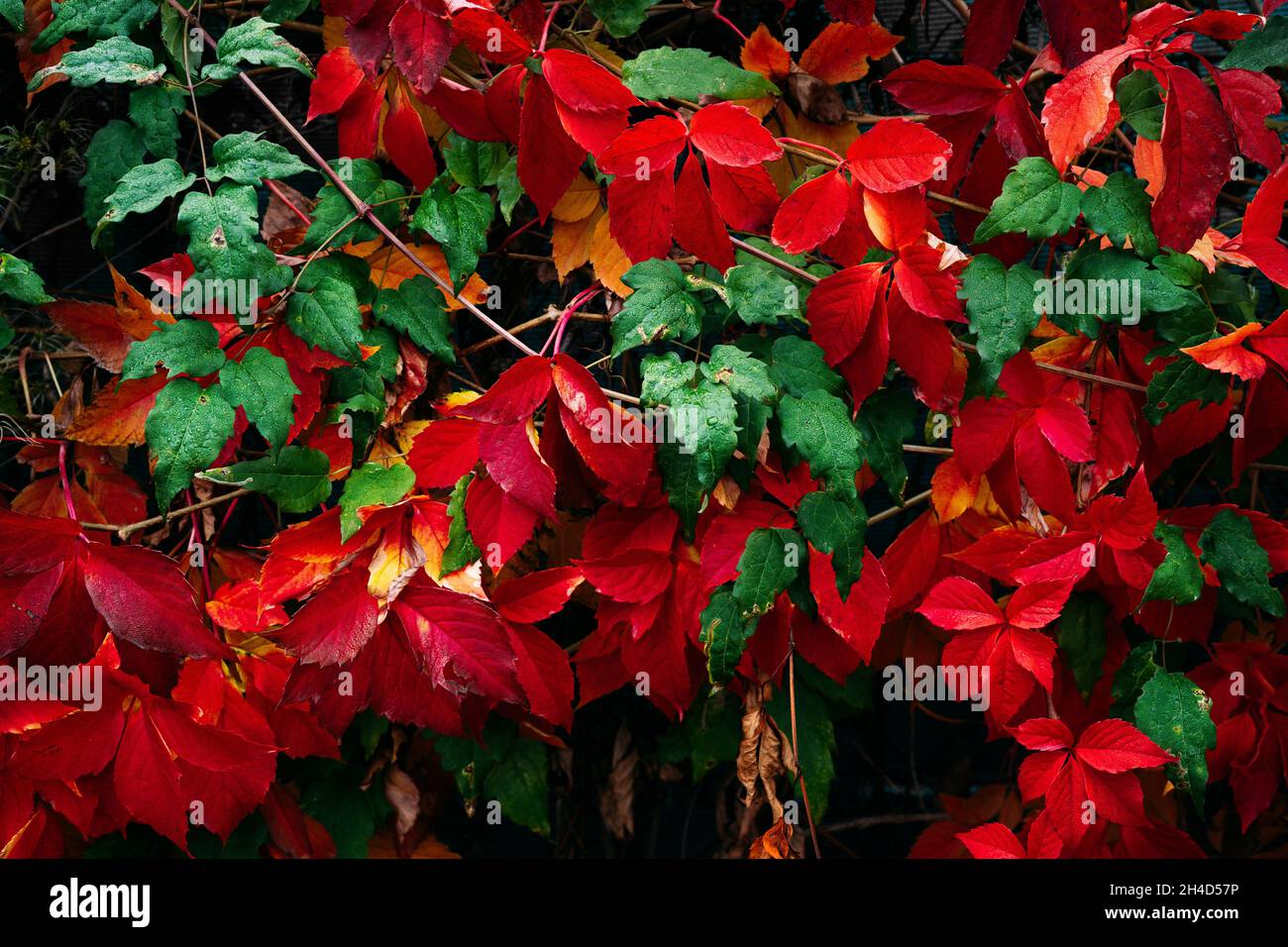 Hintergrund Zaun Herbst rot und grün Blätter im Freien. Stockfoto