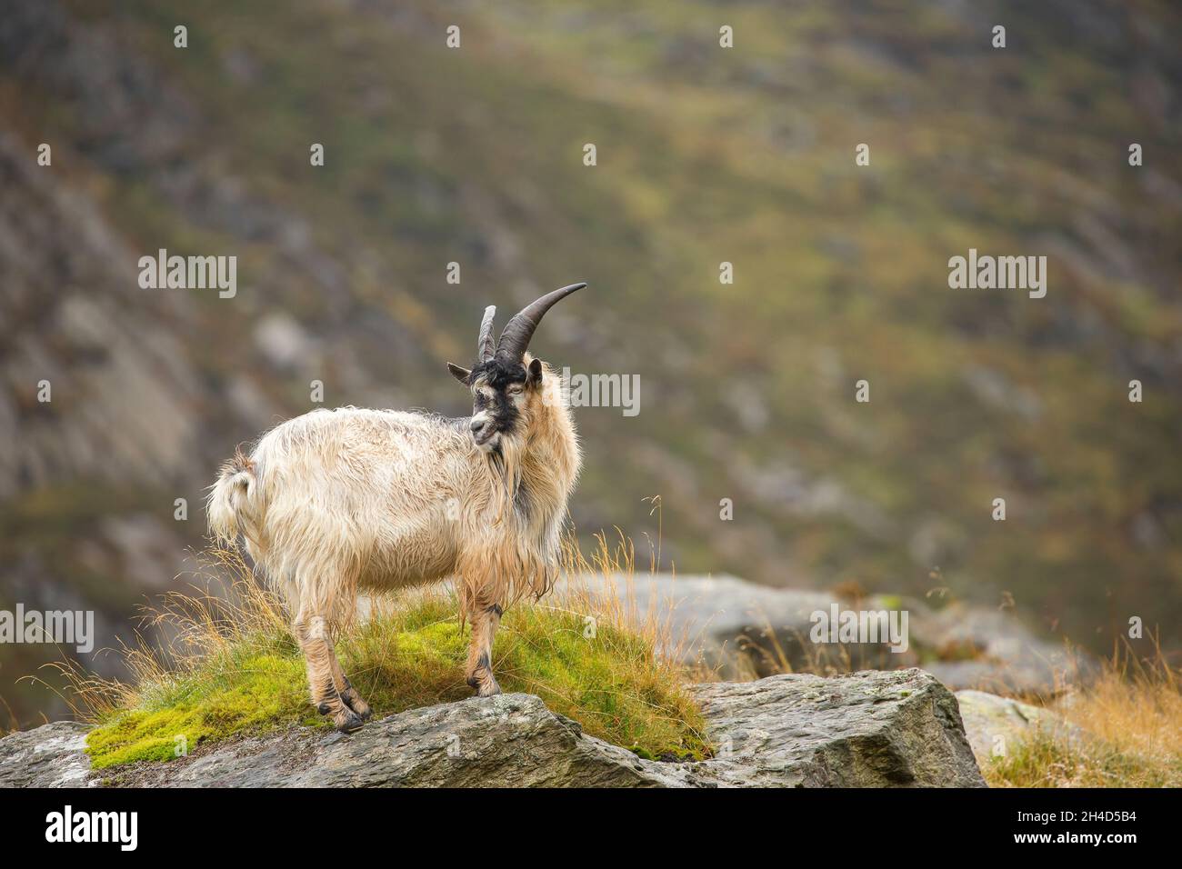 Nahaufnahme einer wilden, walisischen Bergziege mit langen Hörnern, isoliert auf Bergfelsen stehend, Snowdonia National Park, North Wales, Großbritannien. Stockfoto