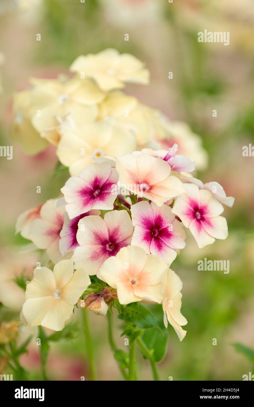 Flammenblume Prachtmischung Samen – Einjährige, Großblumige Phlox Drummondii (farbenprächtig)