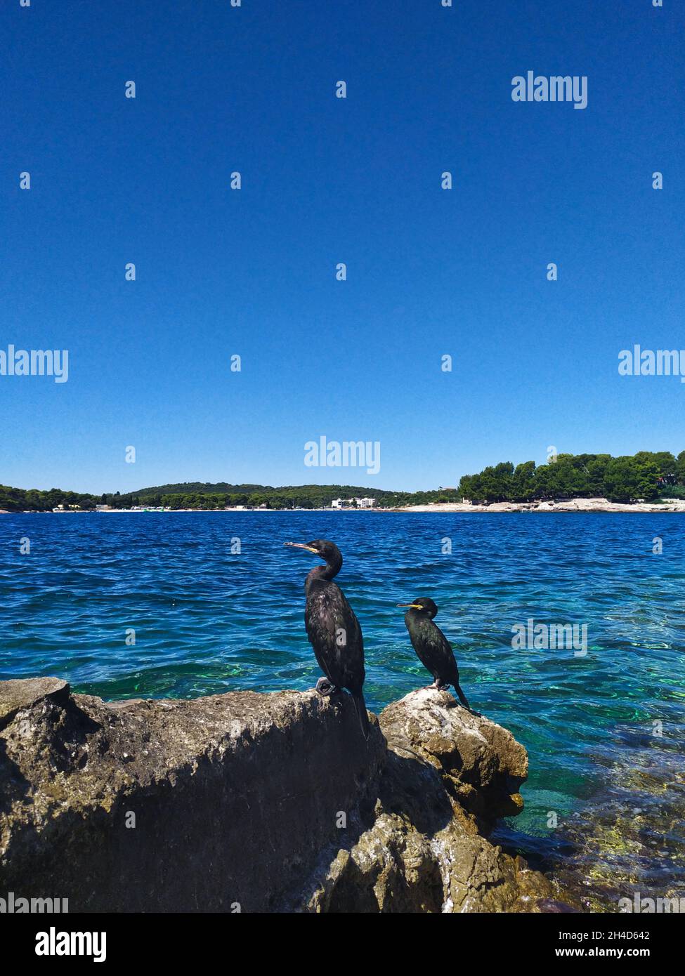 Der europäische Shag oder der gemeinsame Shag Stockfoto