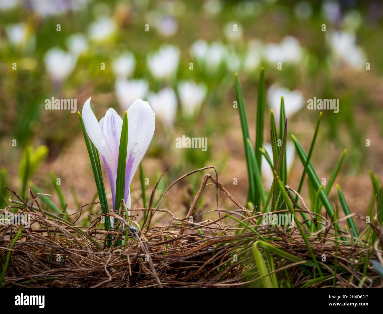 Italienische Alpen Wilde Blumen in hoher Höhe Stockfoto