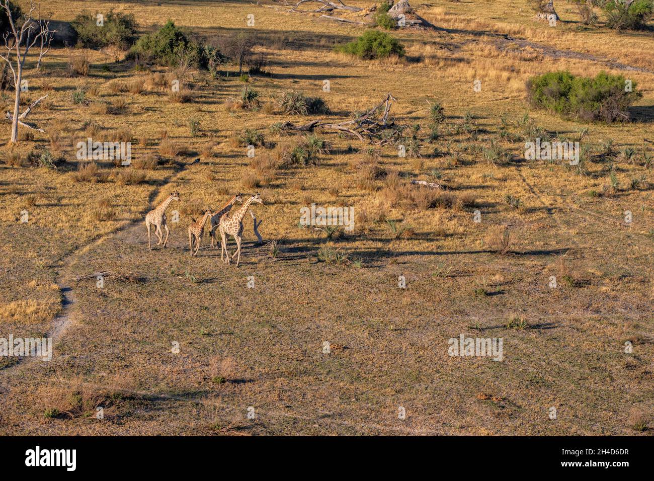 4 Giraffen (Giraffa camelopardalis) Luftaufnahme der Gruppe. Okavango Delta, Botswana, Afrika Stockfoto