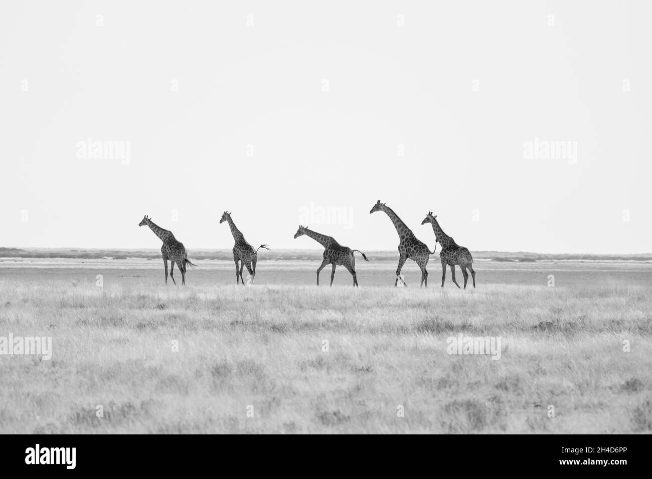 Giraffen (Giraffa camelopardalis) wandern in der Wüste. Etosha Nationalpark, Namibia, Afrika Stockfoto