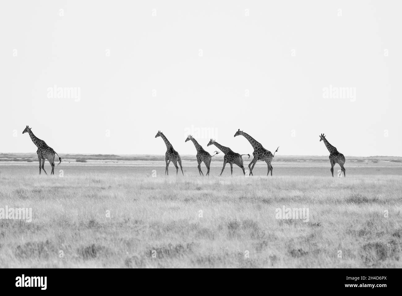 Giraffen (Giraffa camelopardalis) wandern in der Wüste. Etosha Nationalpark, Namibia, Afrika Stockfoto
