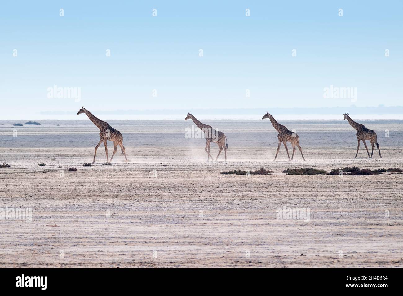 4 Giraffen (Giraffa camelopardalis) wandern in der Wüste. Etosha Nationalpark, Namibia, Afrika Stockfoto