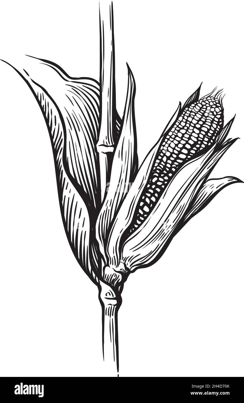 Handgezeichneter Satz Maisgemüse im Skizzenstil. Corncob mit Blättern. Vektorgrafik für organische Getreide. Stock Vektor