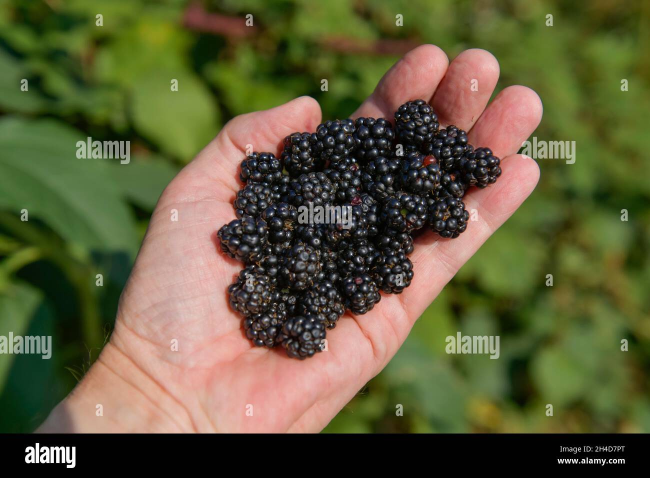 Wilde Brombeeren (Rubus fruticosus) Stockfoto