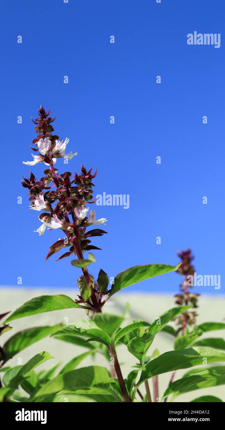 Nature Series - das endgültige Foto vom Dachgarten. Ich bin mir nicht 100% sicher, was für eine Blume das ist, ich gehe davon aus, dass es die blaue/violette Salvia-Blume ist, ist das richtig? Stockfoto