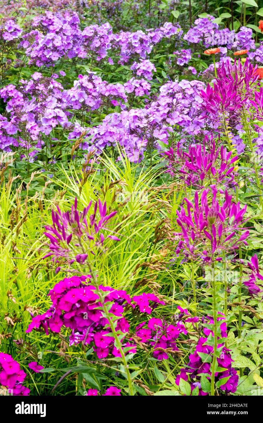 Lila Sommer Blume Grenze Garten Cleome Phlox im Garten Stockfoto